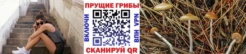 кракен вход  Сызрань  Псилоцибиновые грибы мицелий 